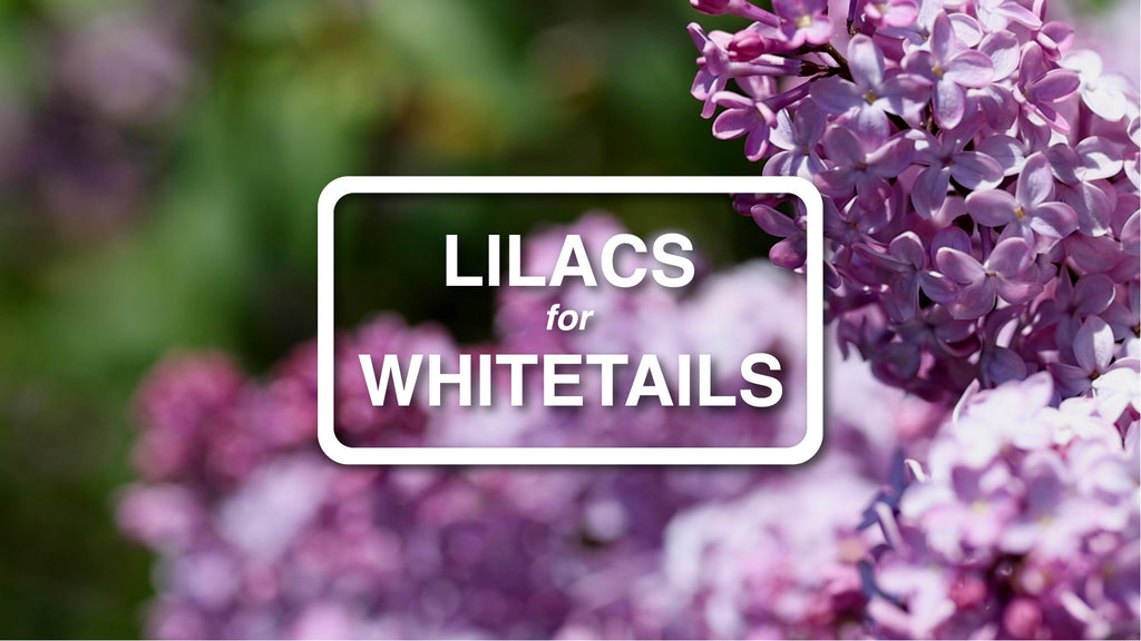 Lilacs for Whitetails